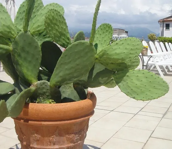 Garden Виареджо