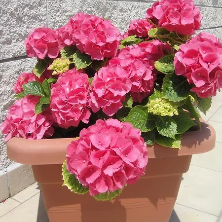 Garden מלון וירג'יו
