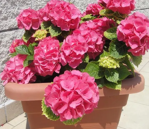 Garden Hotel Viareggio